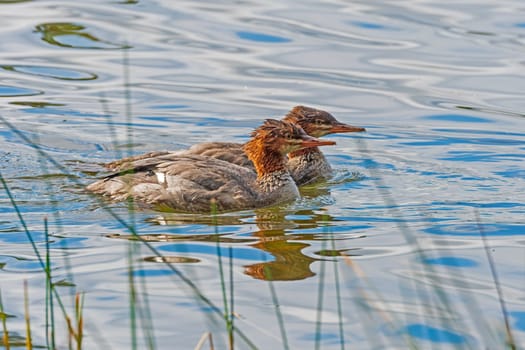 A pair of Mergansers Swimming Along the Shore on Clark Lake in the Sylvania Wilderness in Michigan