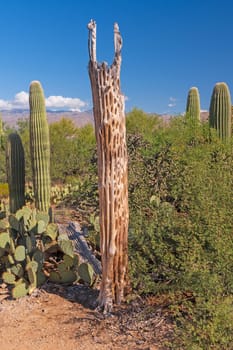 Dead Saguaro Skeleton in the Desert in Saguaro National Park in Arizona