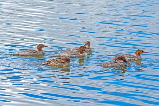 A Dopping of Female Mergansers on the Move in the Sylvania Wilderness in Michigan