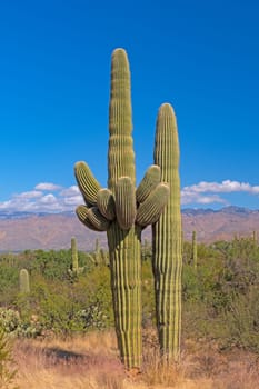 Multi Armed Saguaro in the Desert in the Saguaro National Park in Arizona