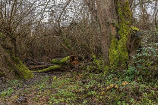 Rotten tree with dead wood at the lower Main river, Germany