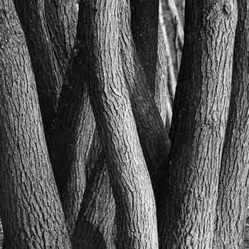 eng gewachsene Eichen (Quercus spec.) im Wald, Nordrhein-Westfalen, Deutschland, Mechernich