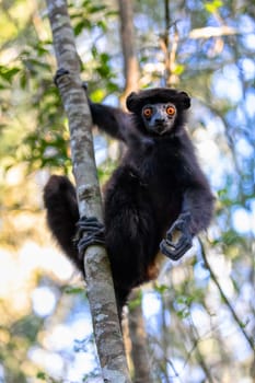 Lemur with black body, Milne-Edwards's sifaka (Propithecus edwardsi) or Milne-Edwards's simpona. Endangered endemic animal in rainforest. Ranomafana National Park. Madagascar wildlife animal.