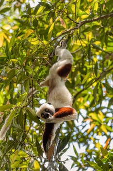 Beautiful Coquerel's sifaka lemur, (Propithecus coquereli). Endangered endemic animal hanged on tree and feeding in natural habitat. Reserve Peyrieras Madagascar Exotic, Madagascar wildlife animal.