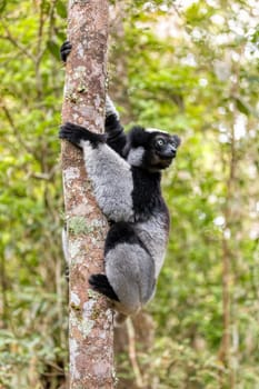 Largest living lemur Indri, (Indri Indri), called the babakoto, Endangered endemic animal hanged on tree in rainforest. Andasibe-Mantadia National Park - Analamazaotra, Madagascar wildlife animal.