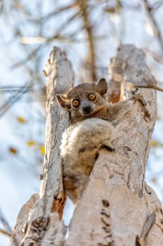 Red-tailed sportive lemur (Lepilemur ruficaudatus), Nocturnal species of endangered endemic animal hanged on tree trunk in Kirindy Forest, Madagascar wildlife animal.