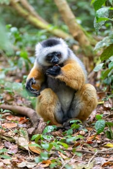 Colorful Diademed Sifaka lemur, (Propithecus diadema) Endangered endemic animal hanged on tree and feeding in rain forest, Andasibe-Mantadia National Park - Analamazaotra, Madagascar wildlife animal.