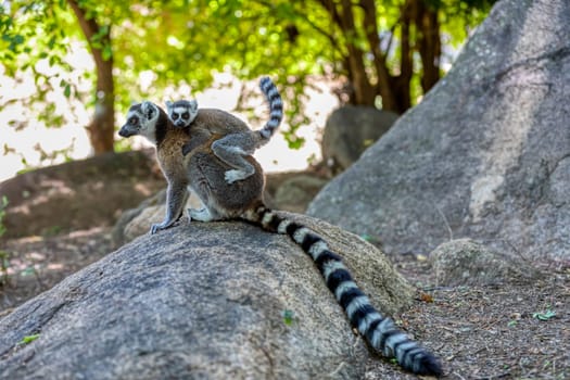 Ring-tailed lemur (Lemur catta), Mother with baby on back sitting on stone. Endangered endemic animal in Anja Comunity Reserve, Madagascar wildlife animal.