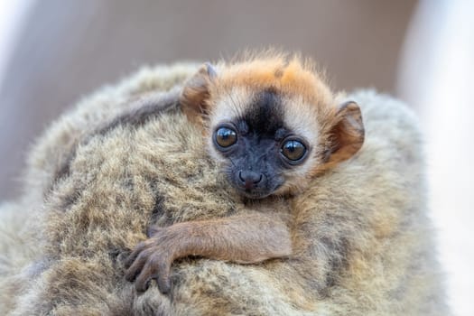 Red-Fronted Lemur (Eulemur Rufifrons), Detail of small cute baby on mother back. Endangered endemic animal in Kirindy Forest, Madagascar wildlife animal.