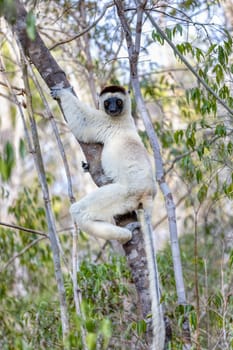 Medium-sized cute lemur white Verreaux's Sifaka or white sifaka, (Propithecus verreauxi), Endangered endemic animal on tree in Kirindy Forest, Madagascar wildlife animal.