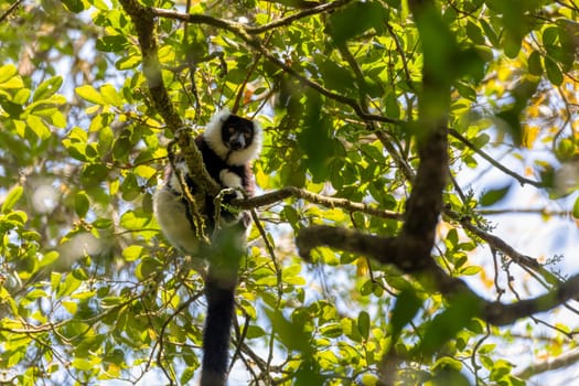 Endemic Black-and-white ruffed lemur (Varecia variegata subcincta), endangered species of ruffed lemur hanged on treetop in natural habitat. Ranomafana National Park. Madagascar wildlife animal.