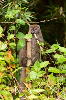 Eastern lesser bamboo lemur, (Hapalemur griseus), Endangered endemic animal on bamboo and feeding in rain forest, Andasibe-Mantadia National Park - Analamazaotra, Madagascar wildlife animal.