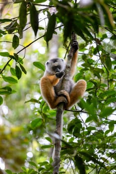 Colorful Diademed Sifaka lemur, (Propithecus diadema) Endangered endemic animal on ground and feeding in rain forest, Andasibe-Mantadia National Park- Analamazaotra, Madagascar wildlife animal.