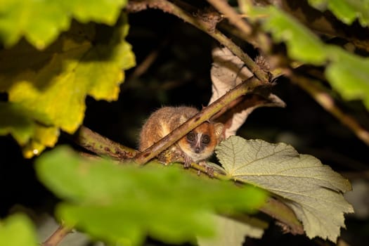 Nocturnal Goodman's mouse lemur (Microcebus lehilahytsara) Endangered endemic animal on tree in night in natural habitat. Andasibe-Mantadia National Park - Analamazaotra, Madagascar wildlife animal.