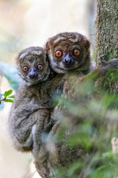 Avahi, Peyrieras' Woolly Lemur (Avahi peyrierasi), Endangered endemic animal on tree, mother with baby on back. Ranomafana National Park. Madagascar wildlife animal.