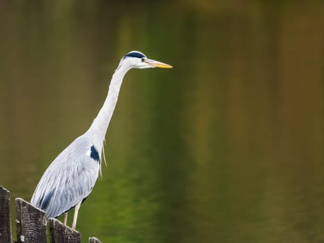 blue heron on a lake