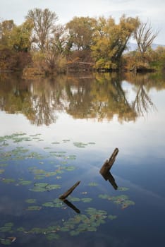 sunken logs on a lake