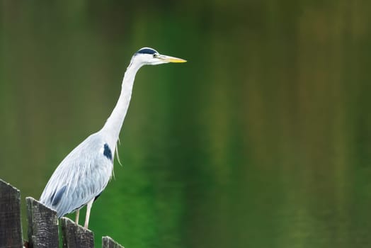 blue heron on a lake