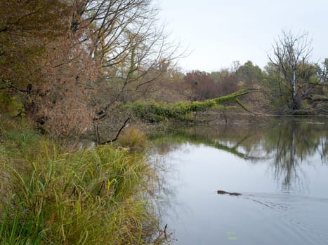 Nutria swimming on a lake