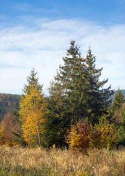 Scenic natural forest landscape in the morning