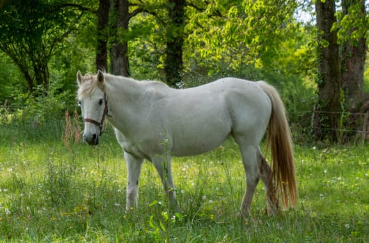 white horse in the forest, summer time