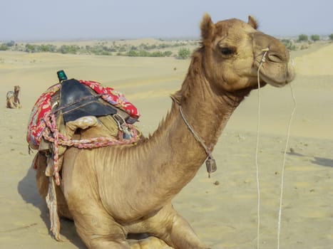 a camel in the india deserta