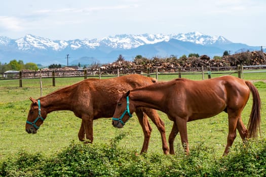 two brown horses on the meadow, the mountains background