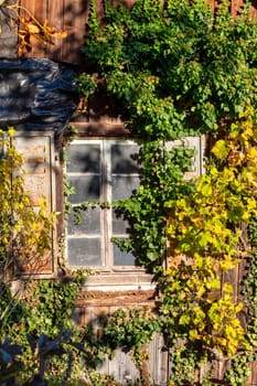 Autumn foliage color with an old window