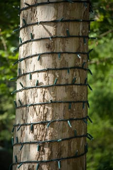 Tree trunk with christmas lights around it in a public park