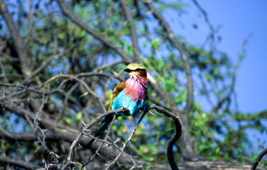 Lilacbreasted Roller (Coracias caudata), Moremi Wildlife Reserve, Ngamiland, Botswana, Africa