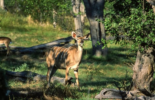 Kudu (Tragelaphus strepsiceros), Moremi Wildlife Reserve, Ngamiland, Botswana, Africa.
