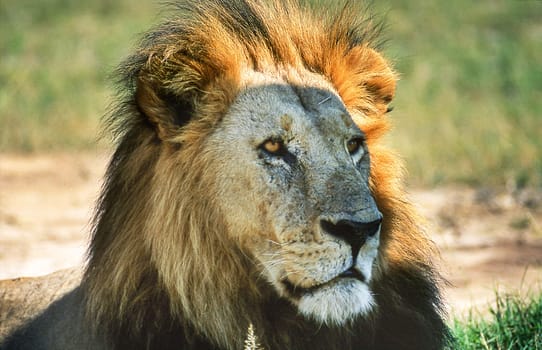 Lion (Panthera leo), Moremi Wildlife Reserve, Ngamiland, Botswana, Africa
