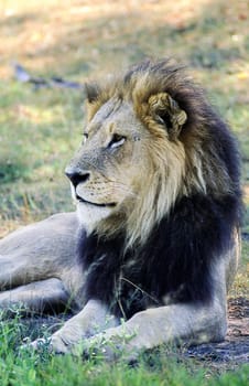 Lion (Panthera leo), Moremi Wildlife Reserve, Ngamiland, Botswana, Africa
