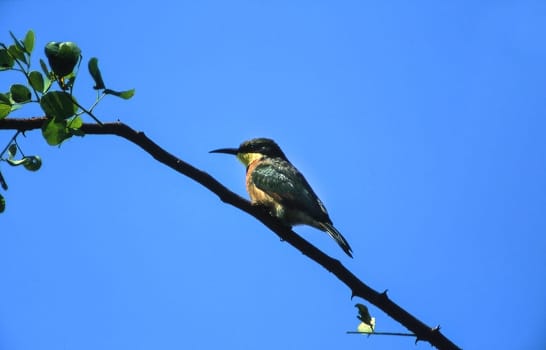 Little Bee-eater (Merops pusillus), Moremi Wildlife Reserve, Ngamiland, Botswana, Africa