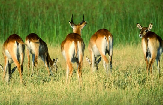 Lechwe (Kobus leche), Moremi Wildlife Reserve, Ngamiland, Botswana, Africa