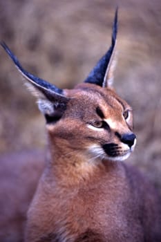 Caracal (Felix caracal), Maun, Ngamiland, Botswana, Africa