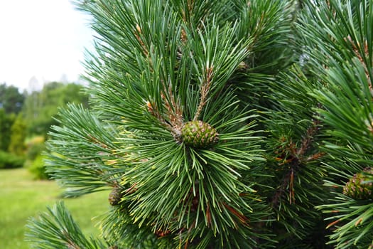 Pine branches at the golden hour in the evening. Pinus pine, a genus of conifers and shrubs in the pine family Pinaceae. Wildlife taiga of Karelia in summer
