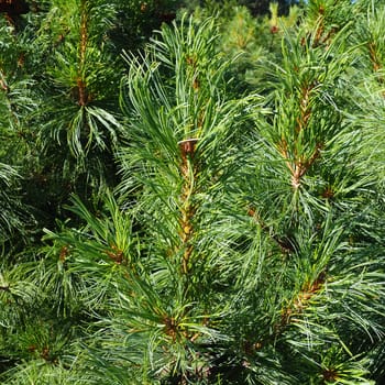 Pine branches at the golden hour in the evening. Pinus pine, a genus of conifers and shrubs in the pine family Pinaceae. Wildlife taiga of Karelia in summer