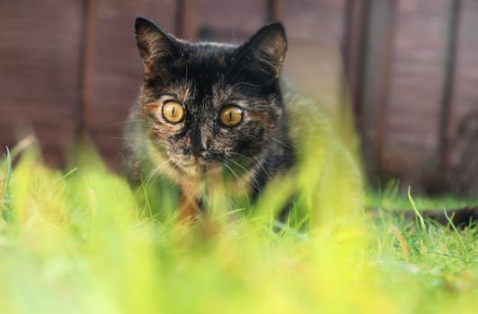 A three color young cat with golden eyes playing in the grass