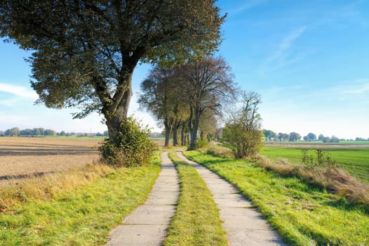 Tree avenue in Uckermark in autumn, small field path