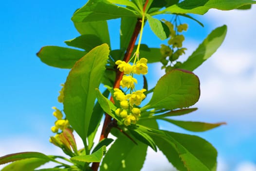 Berberis koreana, yellow flower in spring