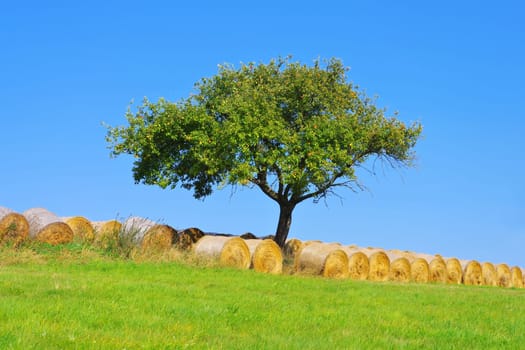 Apple tree with many apples on meadow with straw bales in autumn