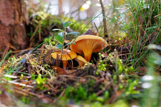 False Chanterelle mushroom in autumn forest