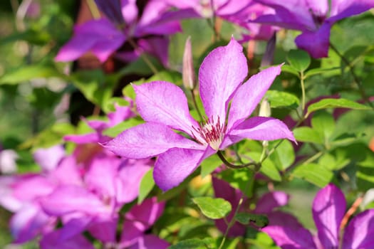 purple flowering clematis flower, a beautiful climber in spring