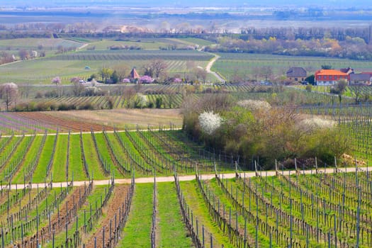 landscape around the town Forst during the almond blossom in spring , Germany