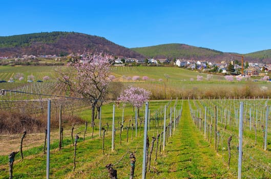 landscape around Gimmeldingen during the almond blossom in spring , Germany