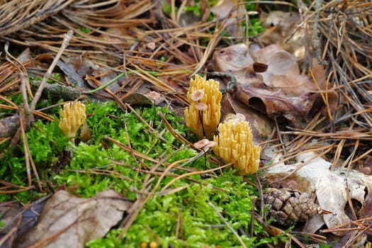 CALOCERA FURCATA, a fungal genus in the Dacrymycetes order in autumn forest