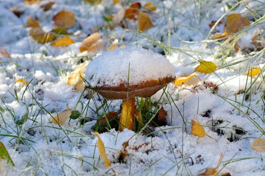 birch boletus in autumn forest in white snow