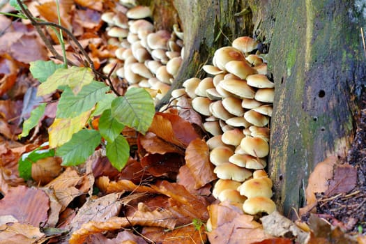 clustered woodlover or Hypholoma fasciculare in autumn forest