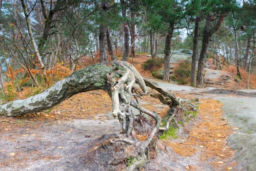 birch tree and old root in autumn forest with moss on sandstone